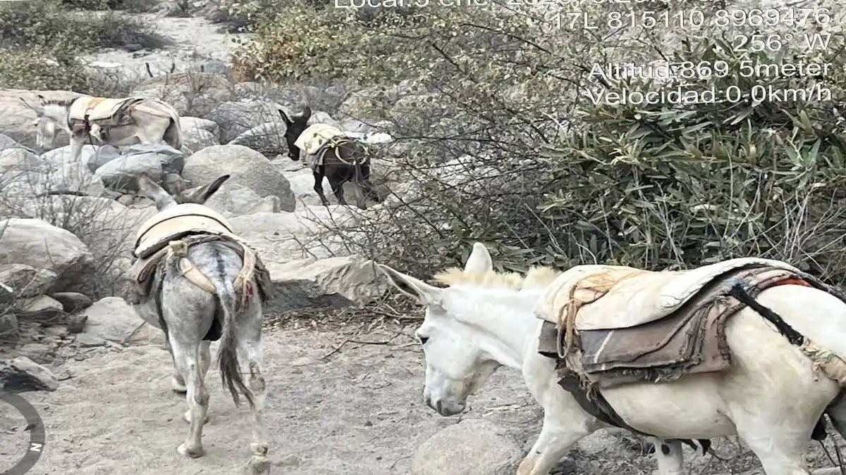Acémilas usadas para transportar material en minería ilegal en Áncash