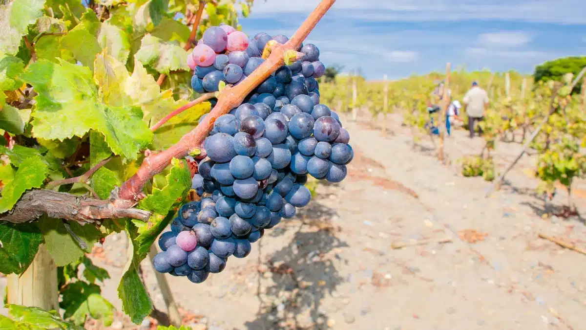 Racimo de uvas en viñedos de Huarmey durante la campaña 2026