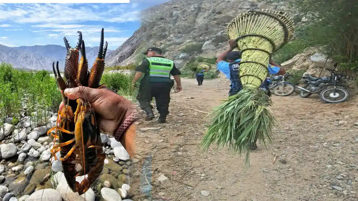 Autoridades retiran trampas ilegales en el río Grande de Yaután durante la veda del camarón en Áncash