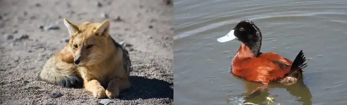 Zorro andino y pato andino, especies de fauna silvestre del Parque Nacional Huascarán en Áncash