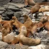 Las Loberas de Nuevo Chimbote con lobos marinos en la península de El Ferrol durante recorrido turístico