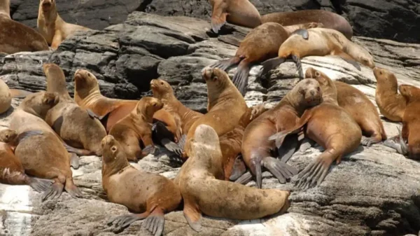 Las Loberas de Nuevo Chimbote con lobos marinos en la península de El Ferrol durante recorrido turístico