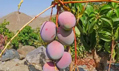 Precio del mango de exportación fijado por agricultores de Casma para 2026