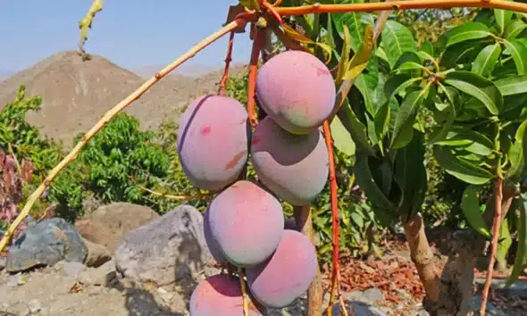 Precio del mango de exportación fijado por agricultores de Casma para 2026