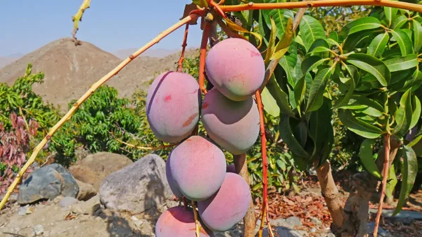 Precio del mango de exportación fijado por agricultores de Casma para 2026