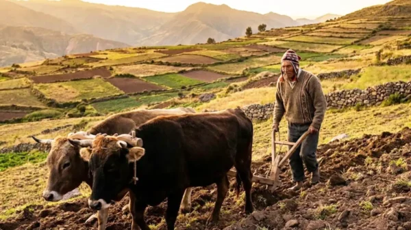 Seguro Agrícola Catastrófico activo en Áncash con indemnización de S/1,000 por hectárea en la campaña 2025-2026