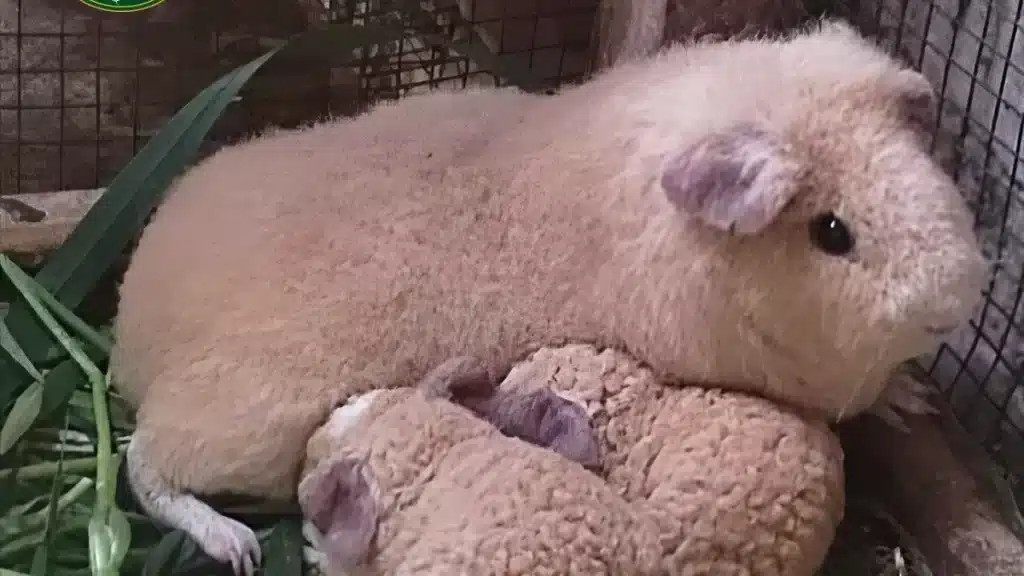 Cuy Merino en Huarmey desarrollado por INIA para mejorar producción cárnica