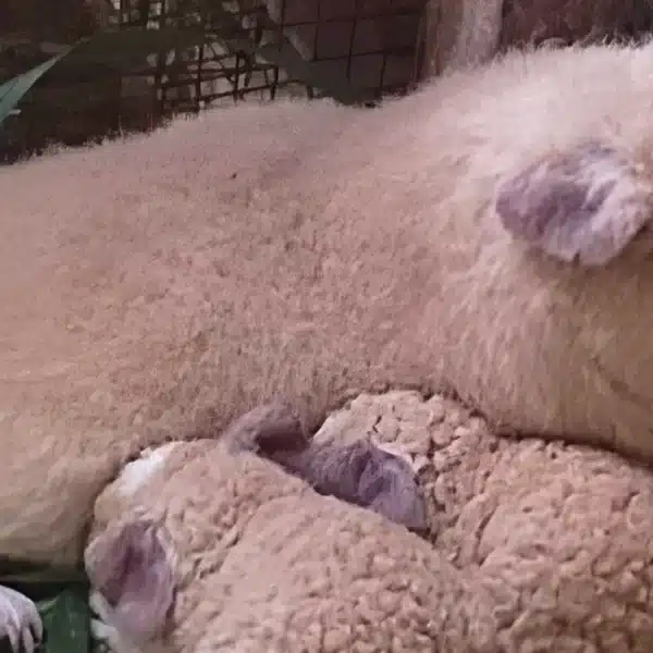 Cuy Merino en Huarmey desarrollado por INIA para mejorar producción cárnica