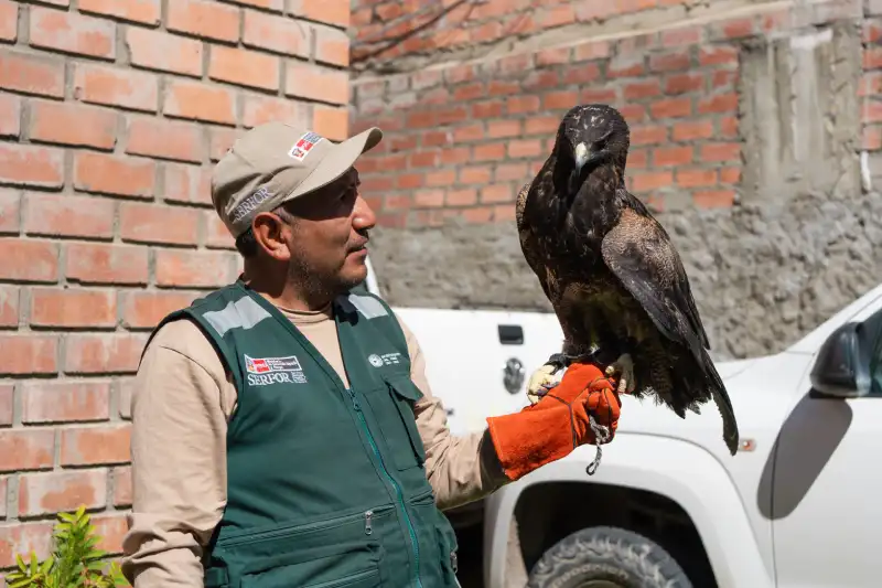 Trabajador de Serfor sostiene con guantes de protección a un aguilucho rescatado en Huaraz, Áncash, durante su evaluación técnica.