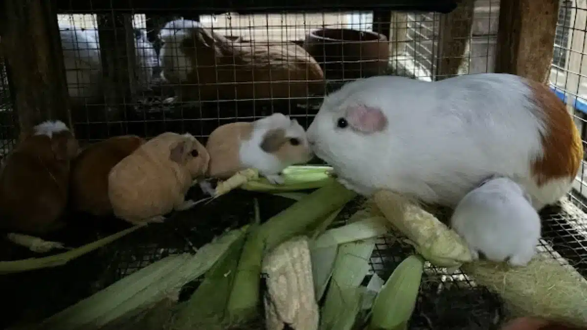 Jaulas con cuyes en crianza tecnificada dentro del CPR Huarmey