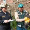 Especialistas de Serfor realizan el rescate de un aguilucho herido en Áncash tras denuncia de tenencia ilegal en Huaraz.