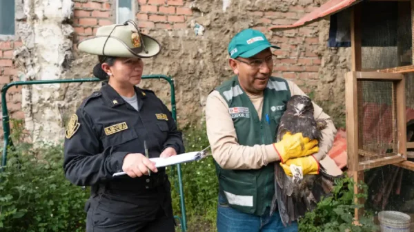 Especialistas de Serfor realizan el rescate de un aguilucho herido en Áncash tras denuncia de tenencia ilegal en Huaraz.
