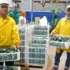 Venta directa palta Hass de productores de Áncash para exportación