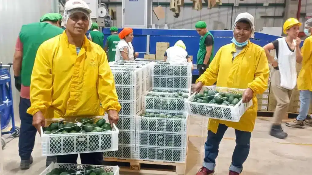 Venta directa palta Hass de productores de Áncash para exportación