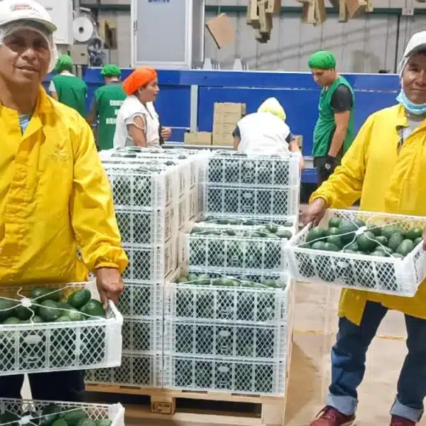 Venta directa palta Hass de productores de Áncash para exportación