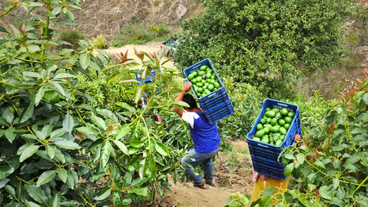 Productores de Pamparomás cargan cajas en venta directa palta Hass en Áncash