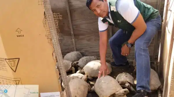 Rescate de tortugas silvestres en Chimbote por Serfor y PNP tras hallazgo en cautiverio