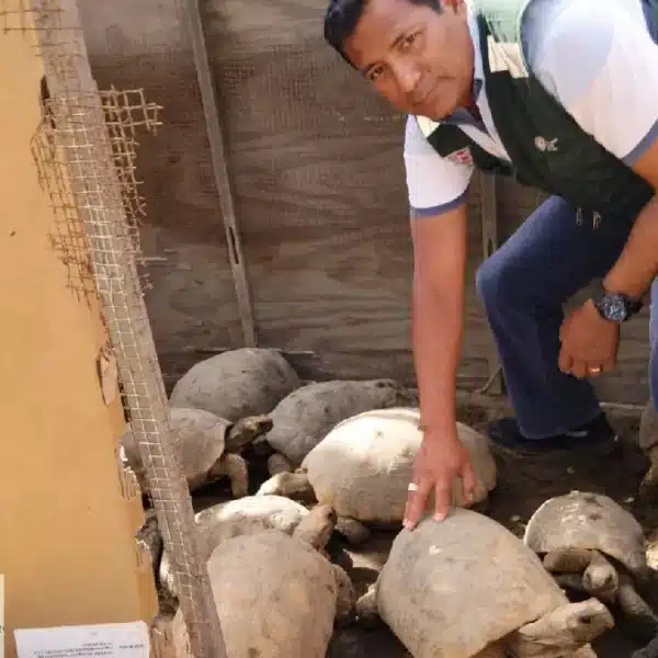 Rescate de tortugas silvestres en Chimbote por Serfor y PNP tras hallazgo en cautiverio