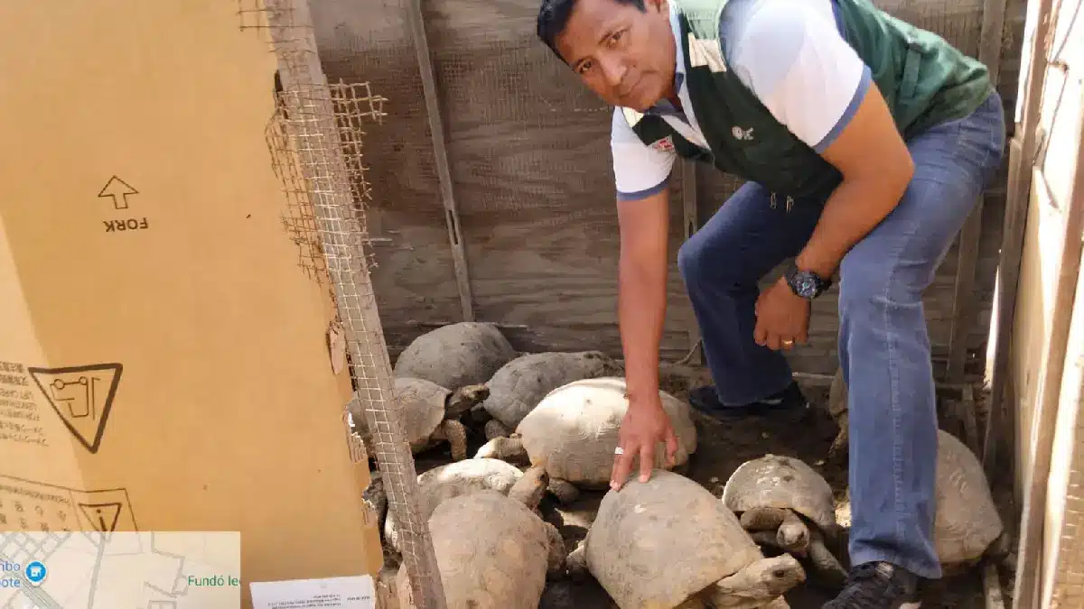 Rescate de tortugas silvestres en Chimbote por Serfor y PNP tras hallazgo en cautiverio