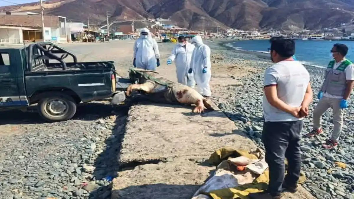 Personal de Serfor recoge un lobo marino muerto en playa Tortugas de Casma, Áncash.