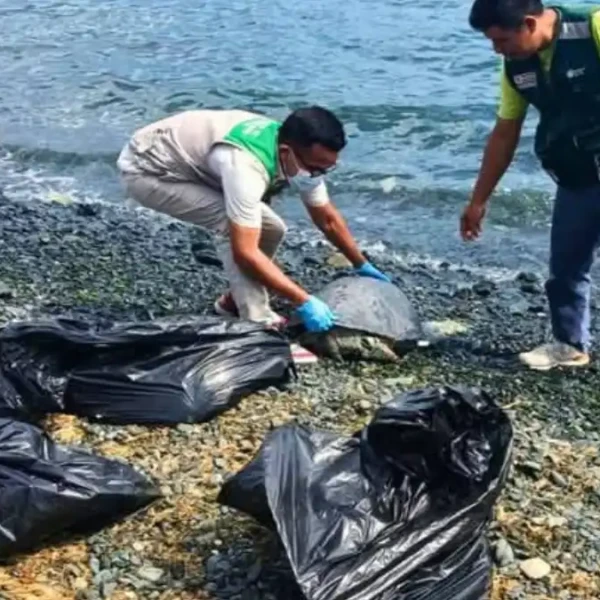 Cinco tortugas marinas y un lobo marino muertos hallados en playa Tortugas de Casma, Áncash.