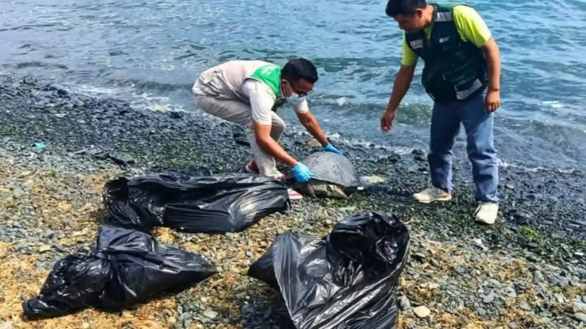 Cinco tortugas marinas y un lobo marino muertos hallados en playa Tortugas de Casma, Áncash.